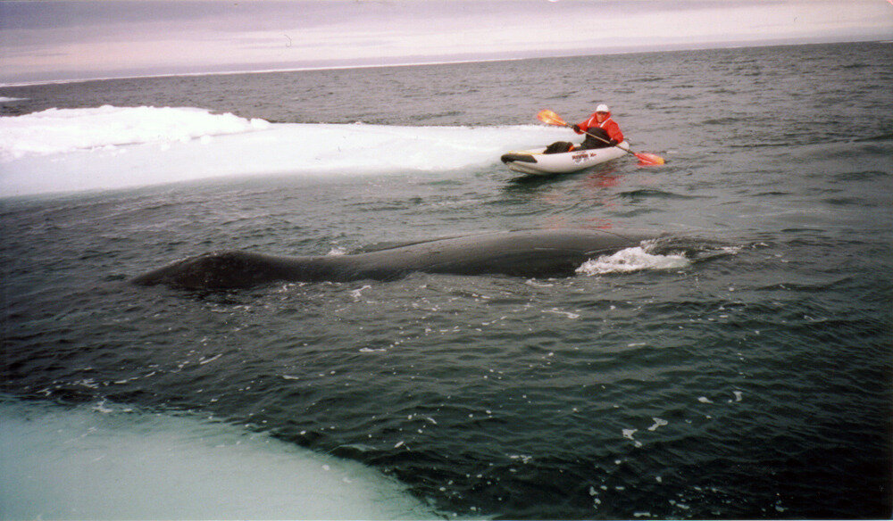 Bowhead Whale