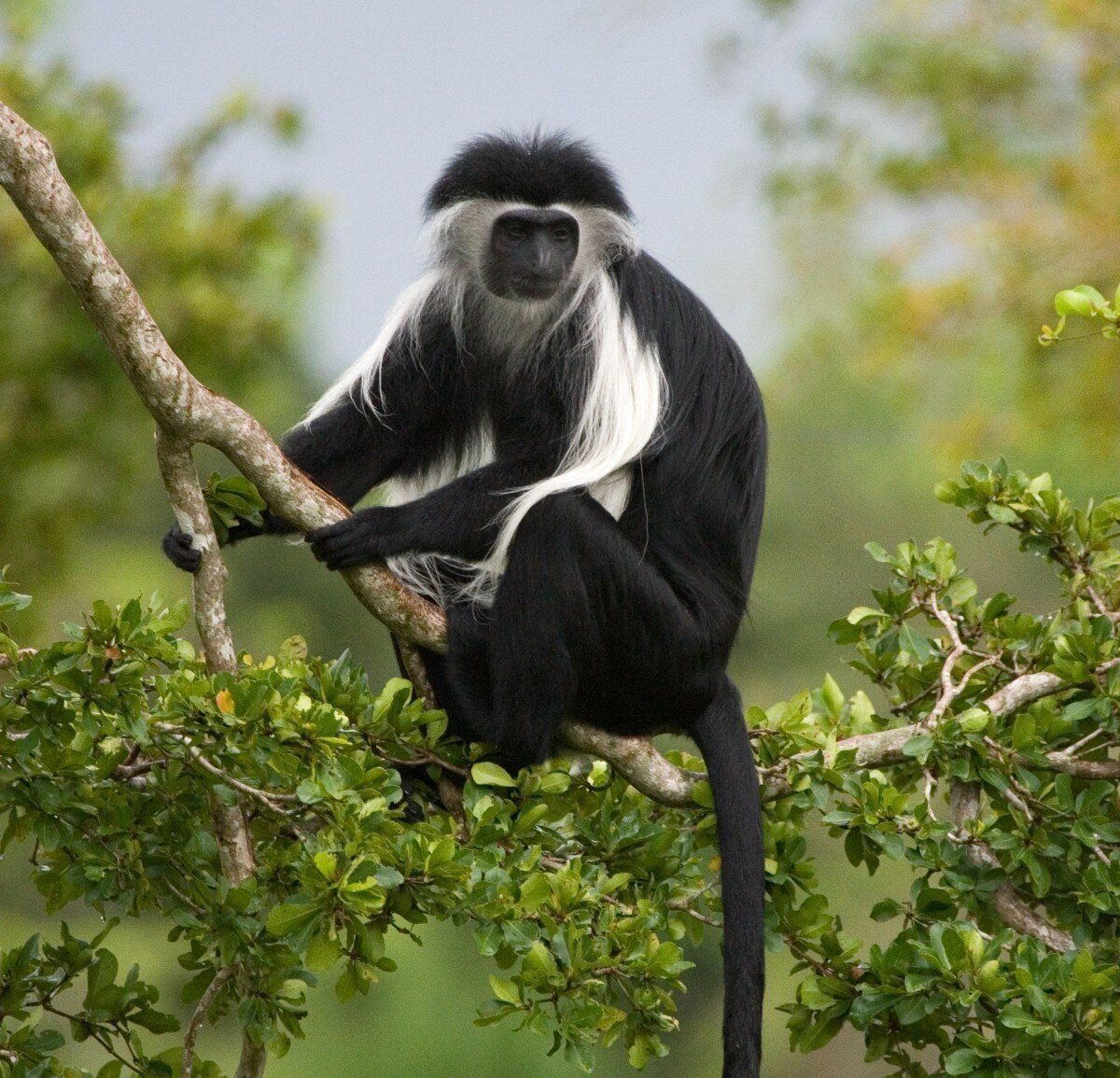 kyambura monkeys.jpg