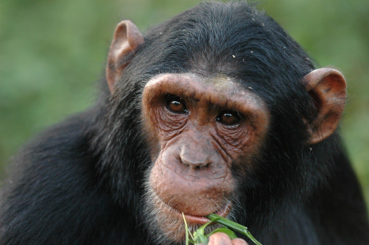 chimps4.jpg