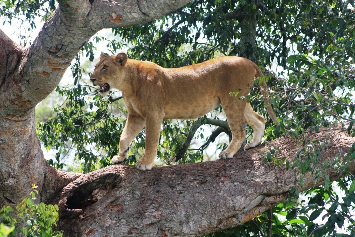 uganda climbing lion.jpg