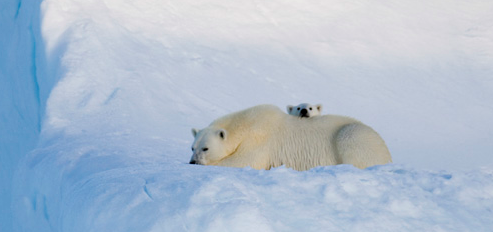 Mother and cubs