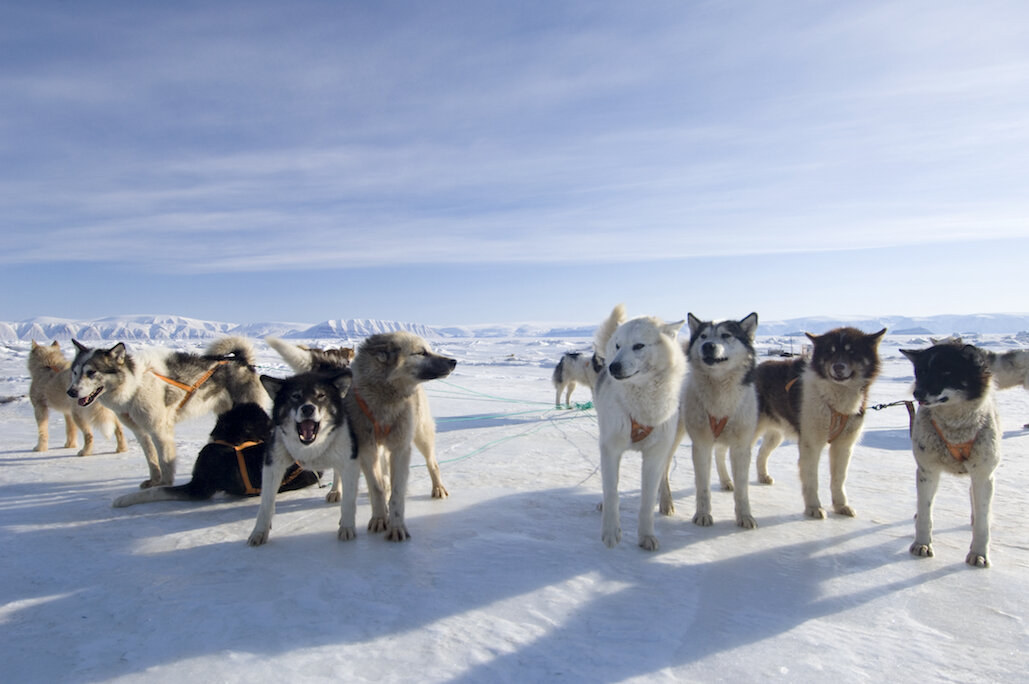 Sled Team