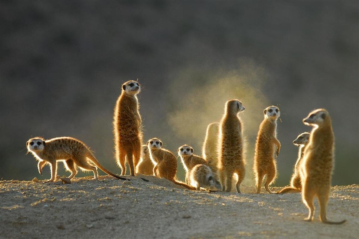 tswalu meerkats.jpg