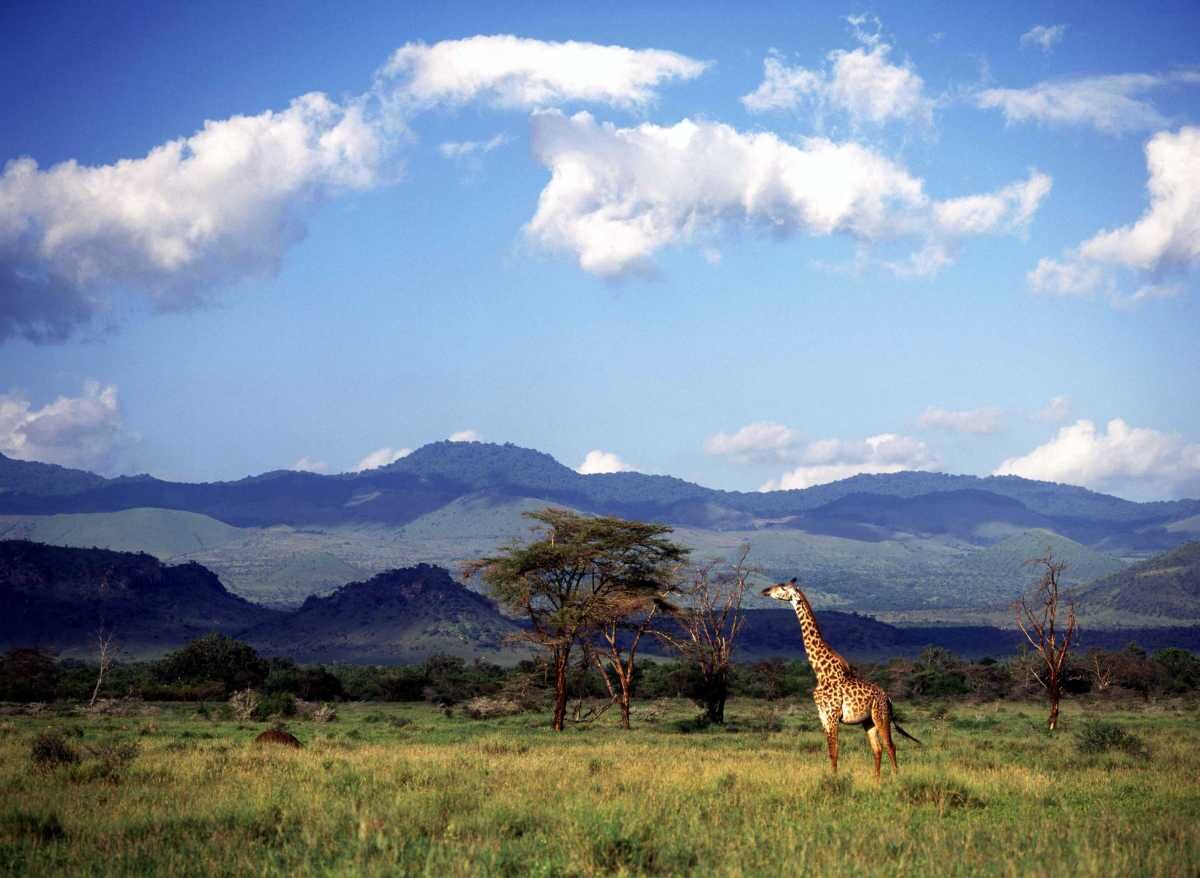 giraffe campi ya kanzi.jpg
