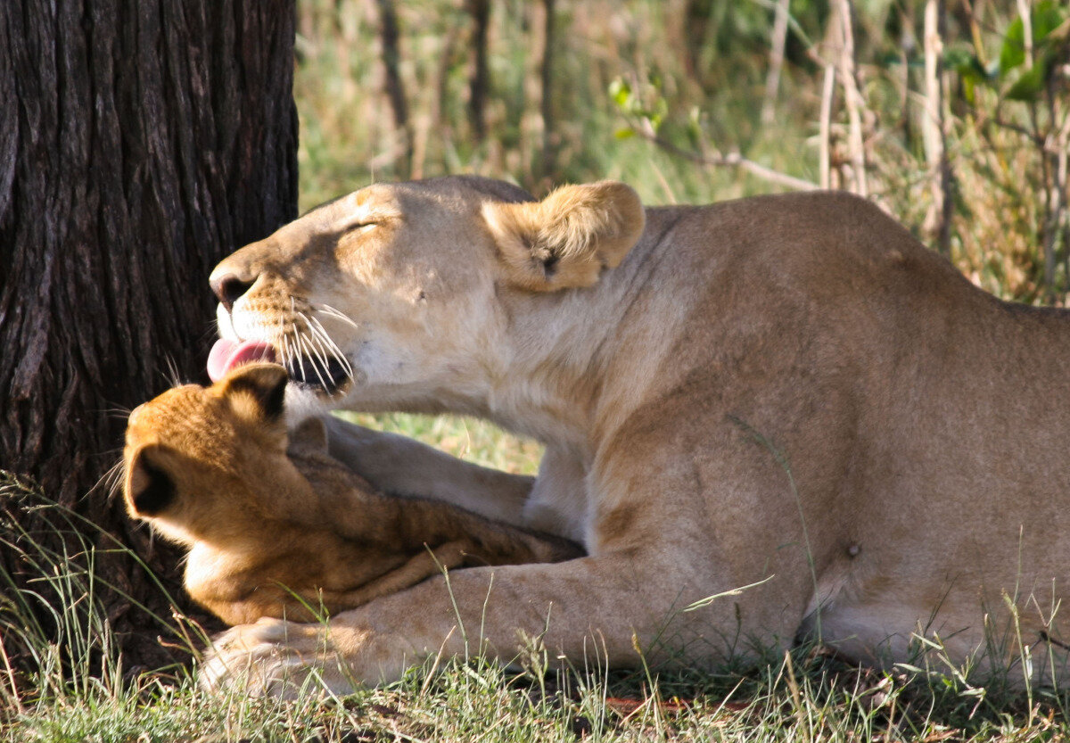 lion and cub.jpg