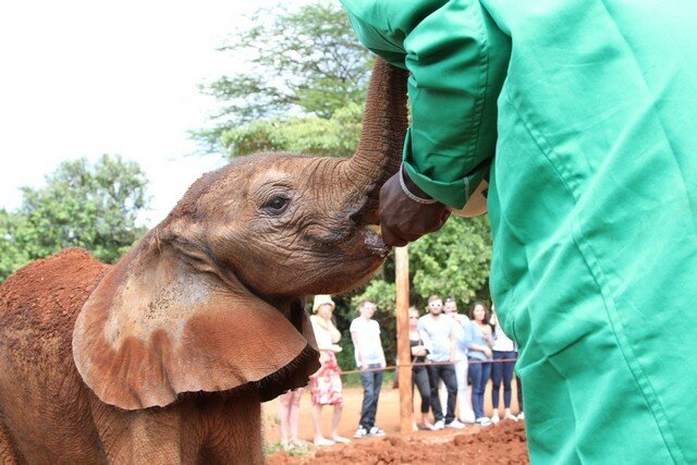 elephant feeding.jpg