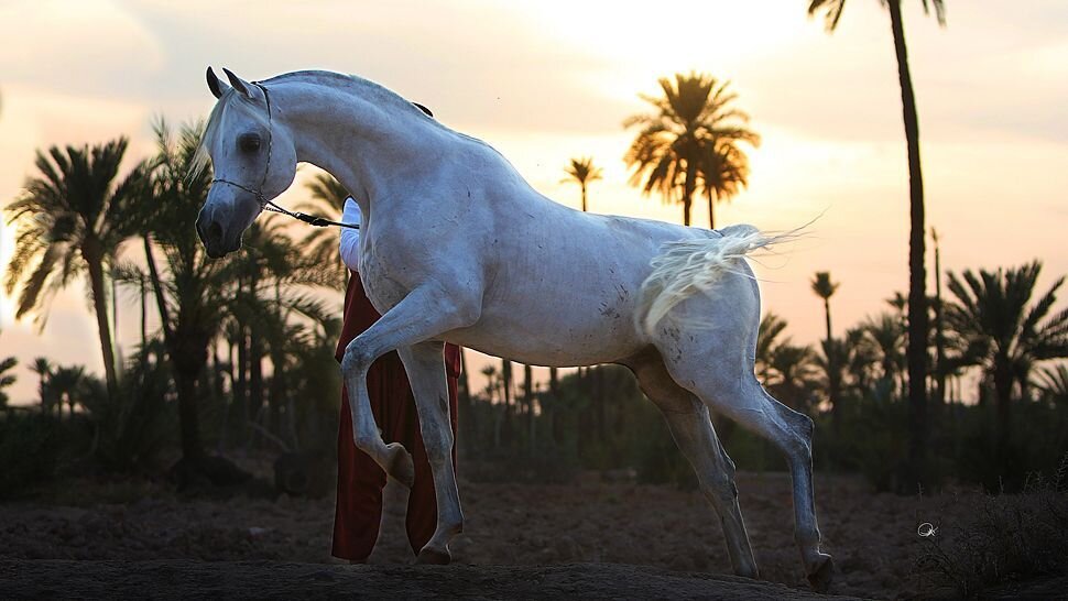 009812-11-white-horse.jpg