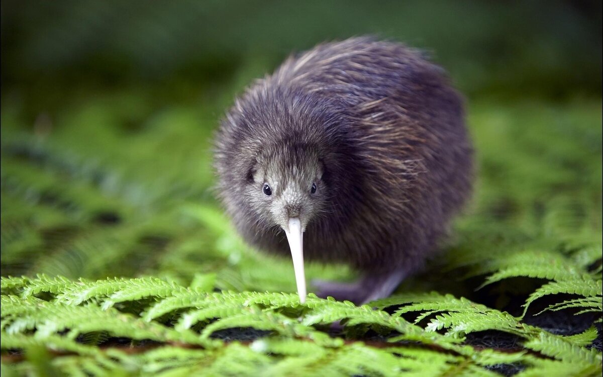 kiwi_fern_bird_72609_3840x2400.jpg