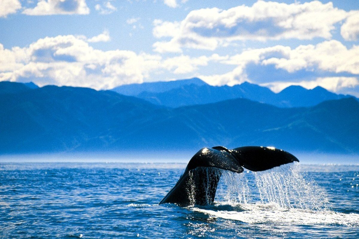 adventures-kaikoura-sperm-whale-1.jpeg