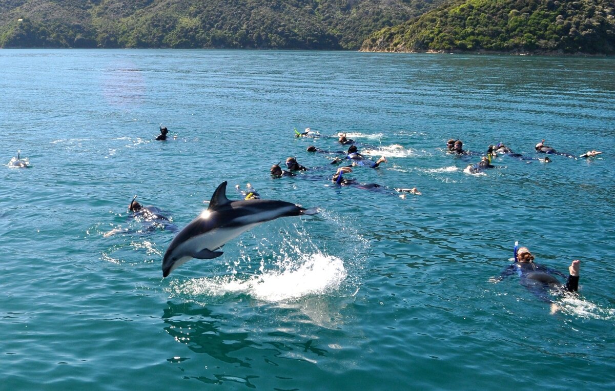 dusky-dolphin-credit-nature-tours-marlborough.jpg