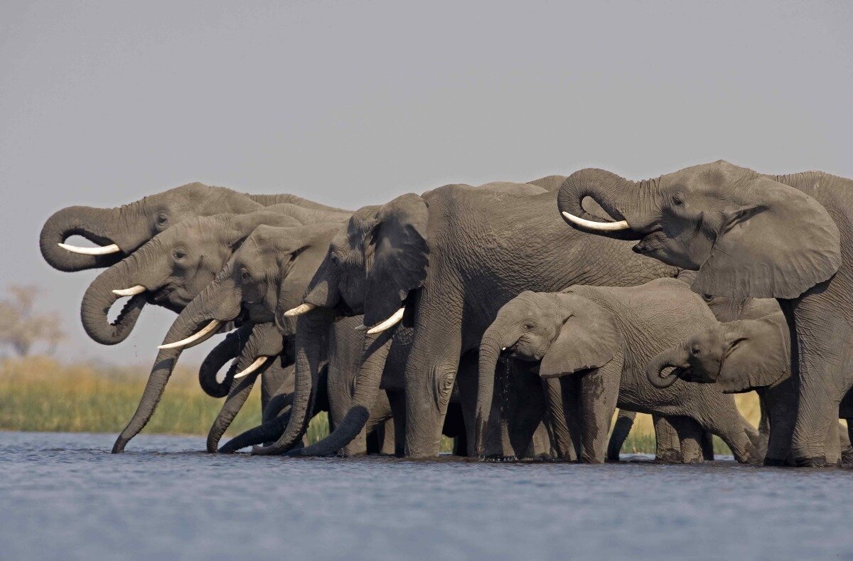 selinda camp elephants