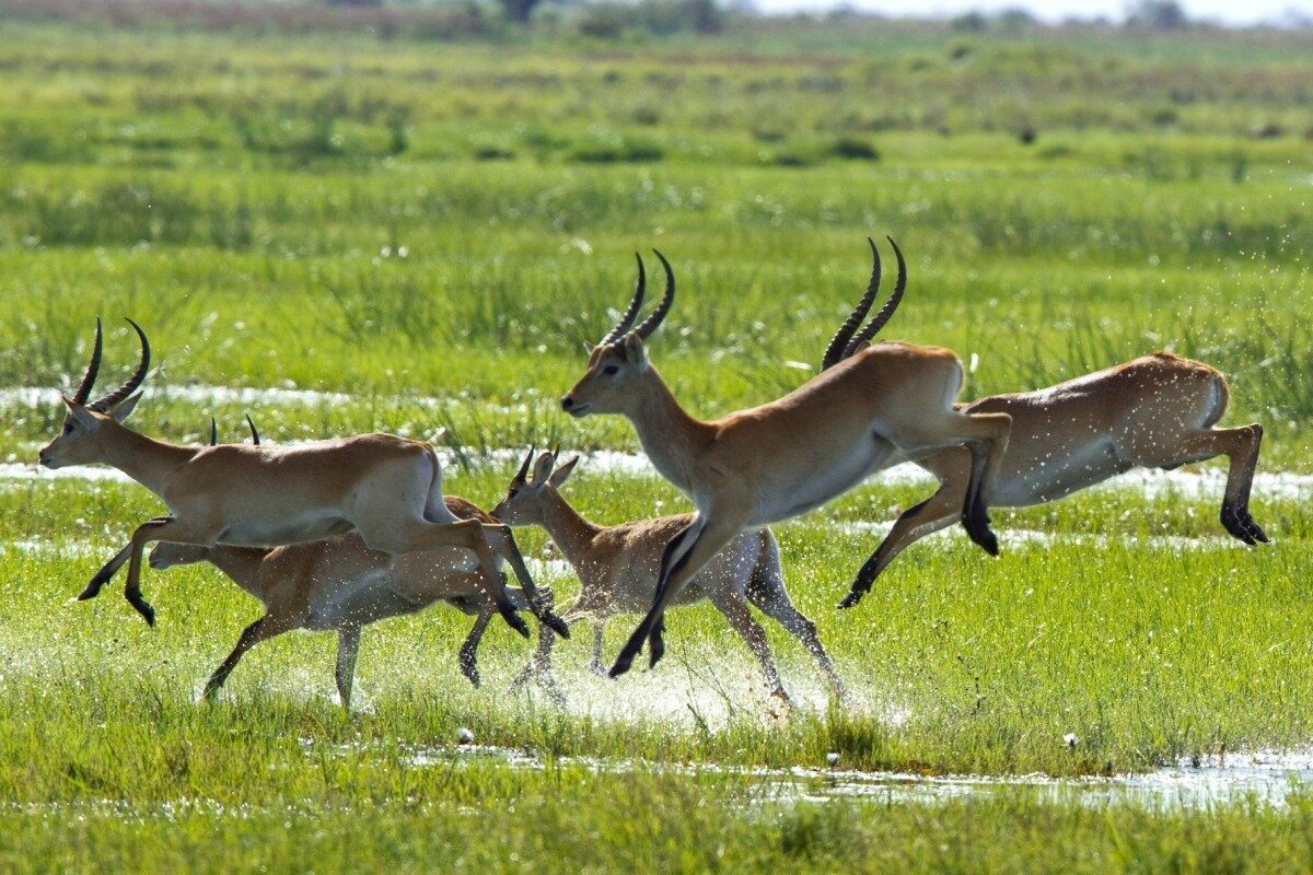 letchwe antelope_duba