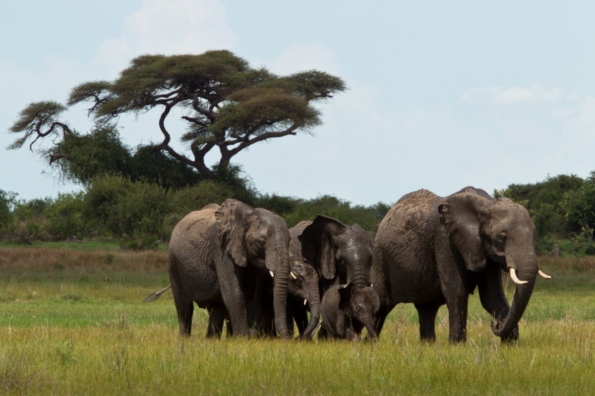 duba plains elephant herd