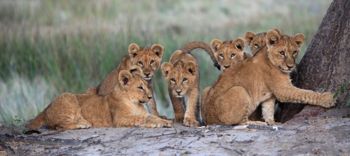 Selinda Lions