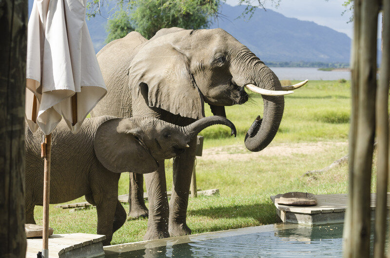 elephants at pool.jpg