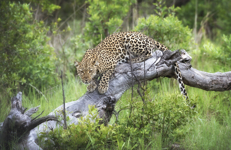 leopard in tree.jpg