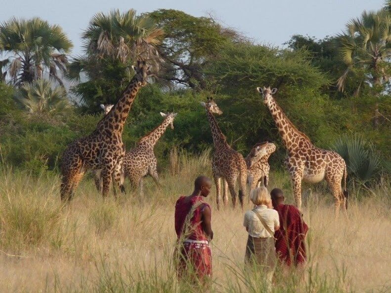 chem chem maasai giraffe.jpg