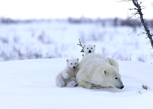 Cubs and Mom