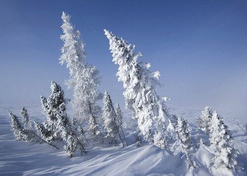 Snow Covered Trees