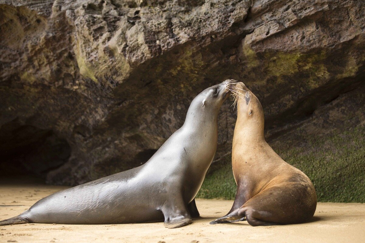 2-sea-lion-yolanda-escobar-jiménez-.jpg