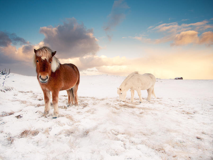 icelandic-horses-on-winter-day-inglfur-bjargmundsson.jpg