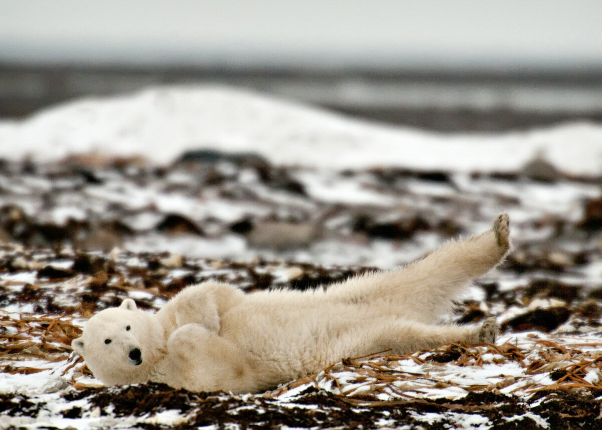 Polar Bear on Back