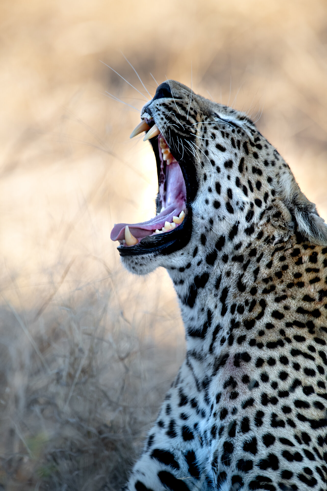 Leopard | Ross Couper 9.jpg