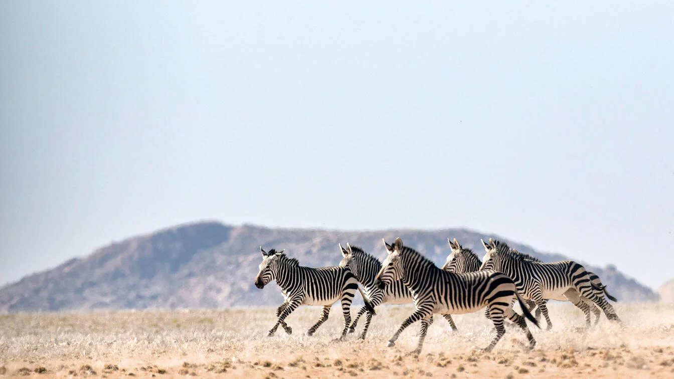 desert-drive-hartmanns-zebra-andbeyond-sossusvlei.jpg