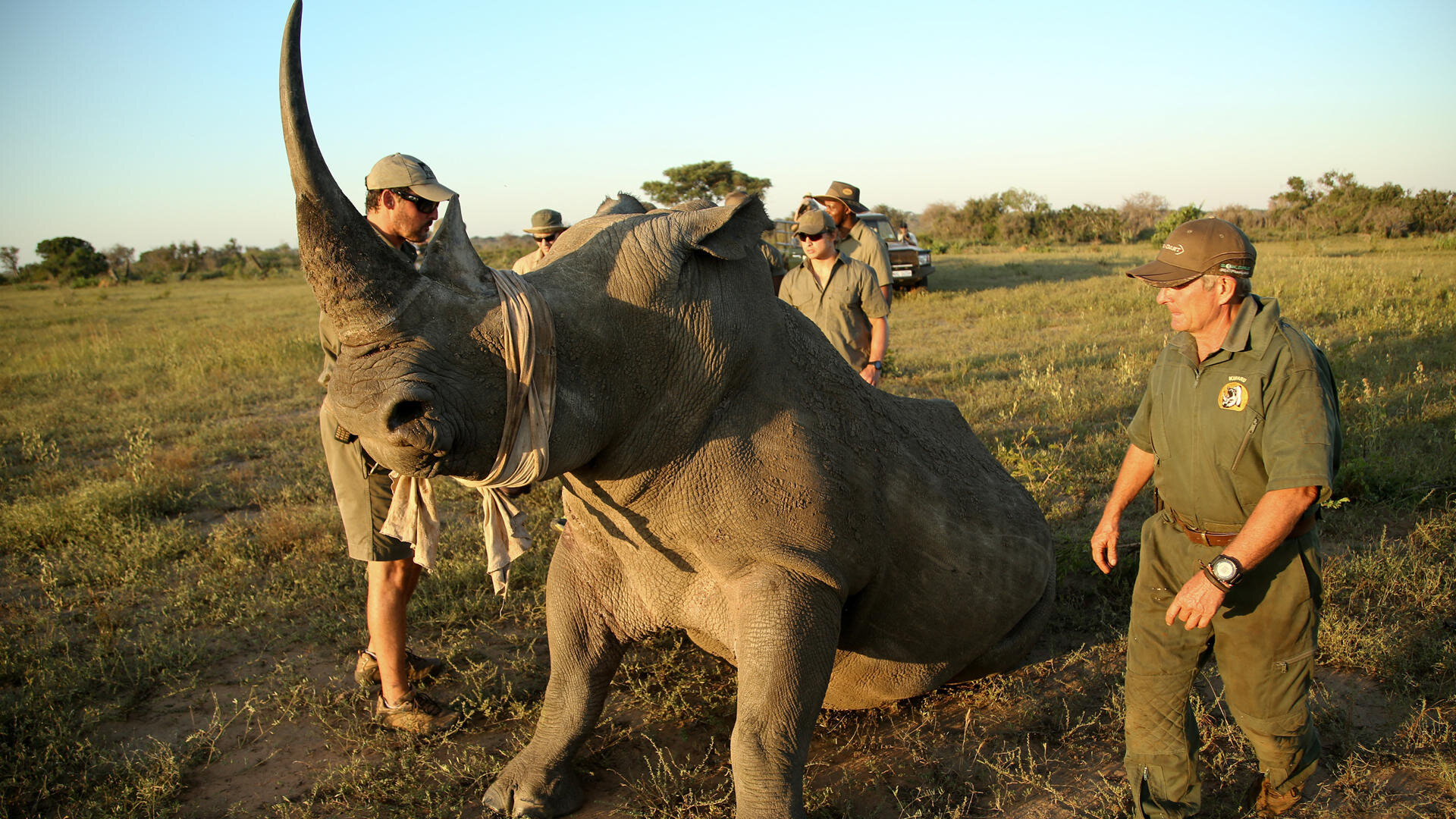 rhino-conservation-activitiy-at-andbeyond-phinda-private-game-reserve1.jpg