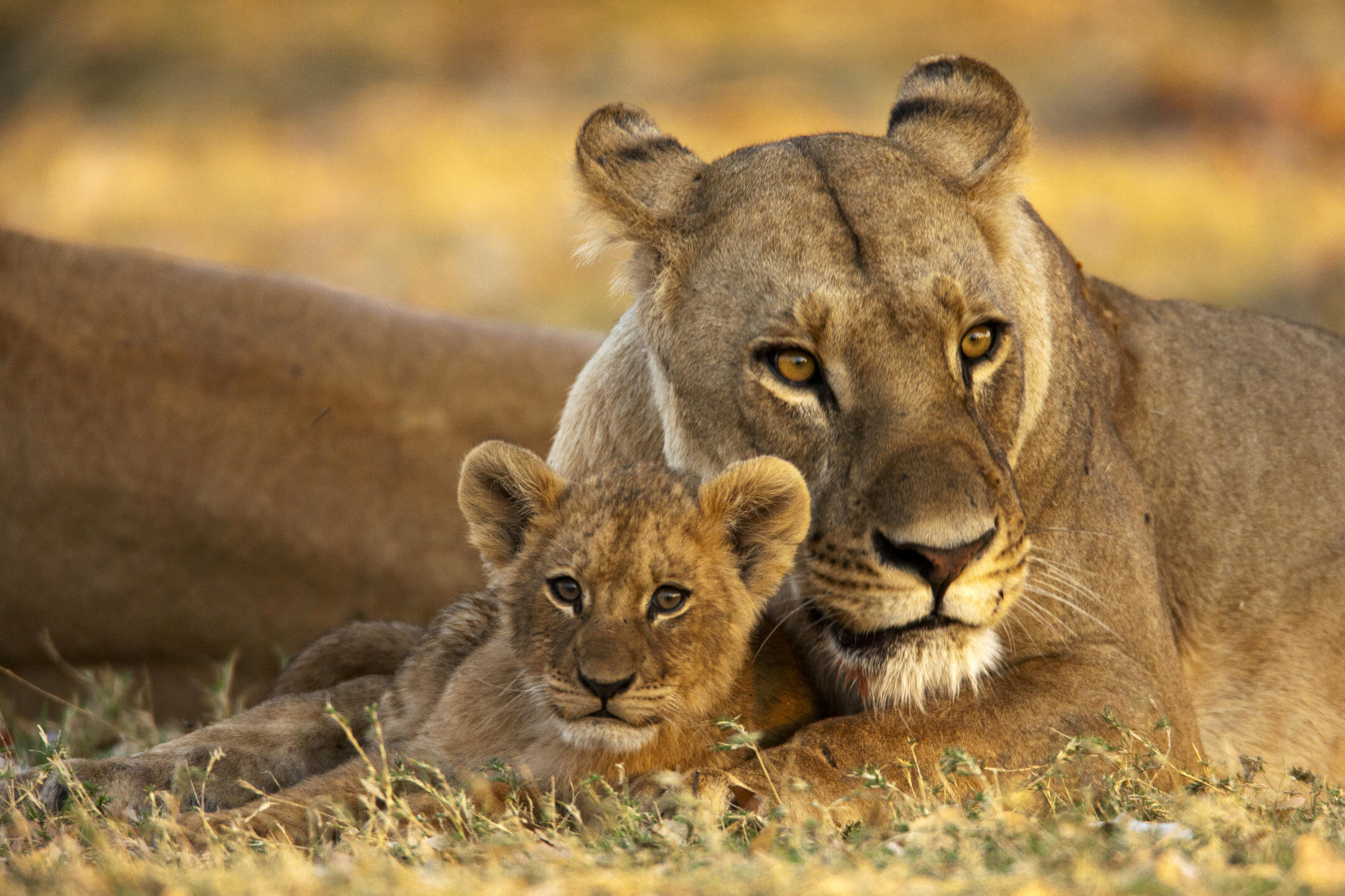 Mother and Cub near Selinda Camp.jpg