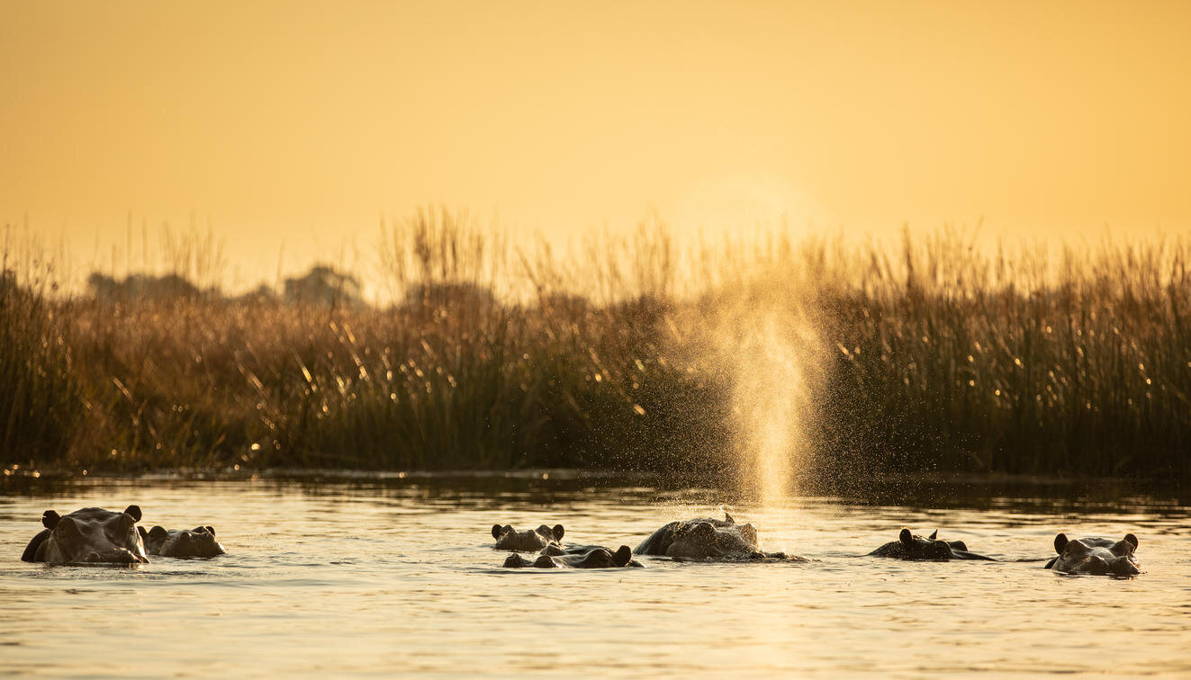 Botswana Family Safari