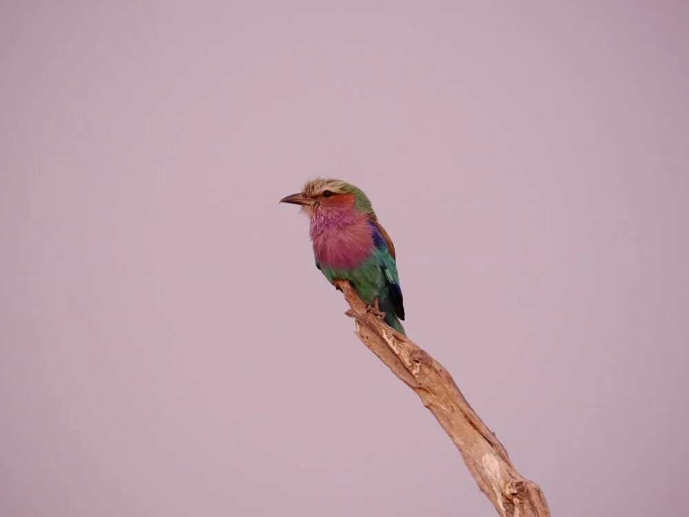 bird.jpg