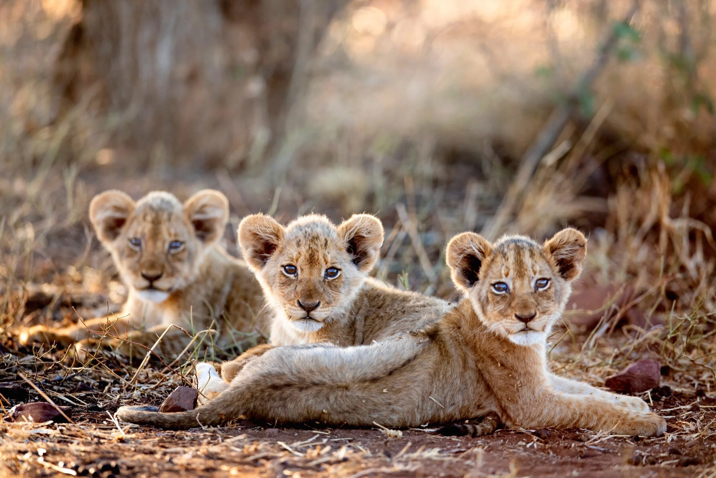 Lion%2B%257C%2BSingita%2BKruger%2BNational%2BPark%2B%257C%2BRoss%2BCouper%2B10.jpg