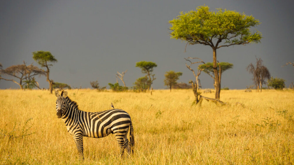 Tanzania-_zebra-landscape-1024x576.jpg