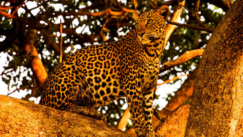 tanzania-leopard.jpg