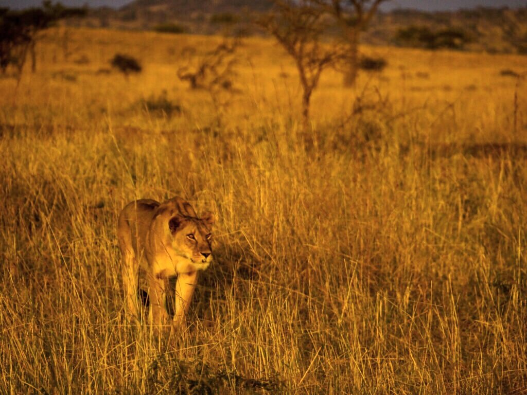 Lion+in+sunset.jpg