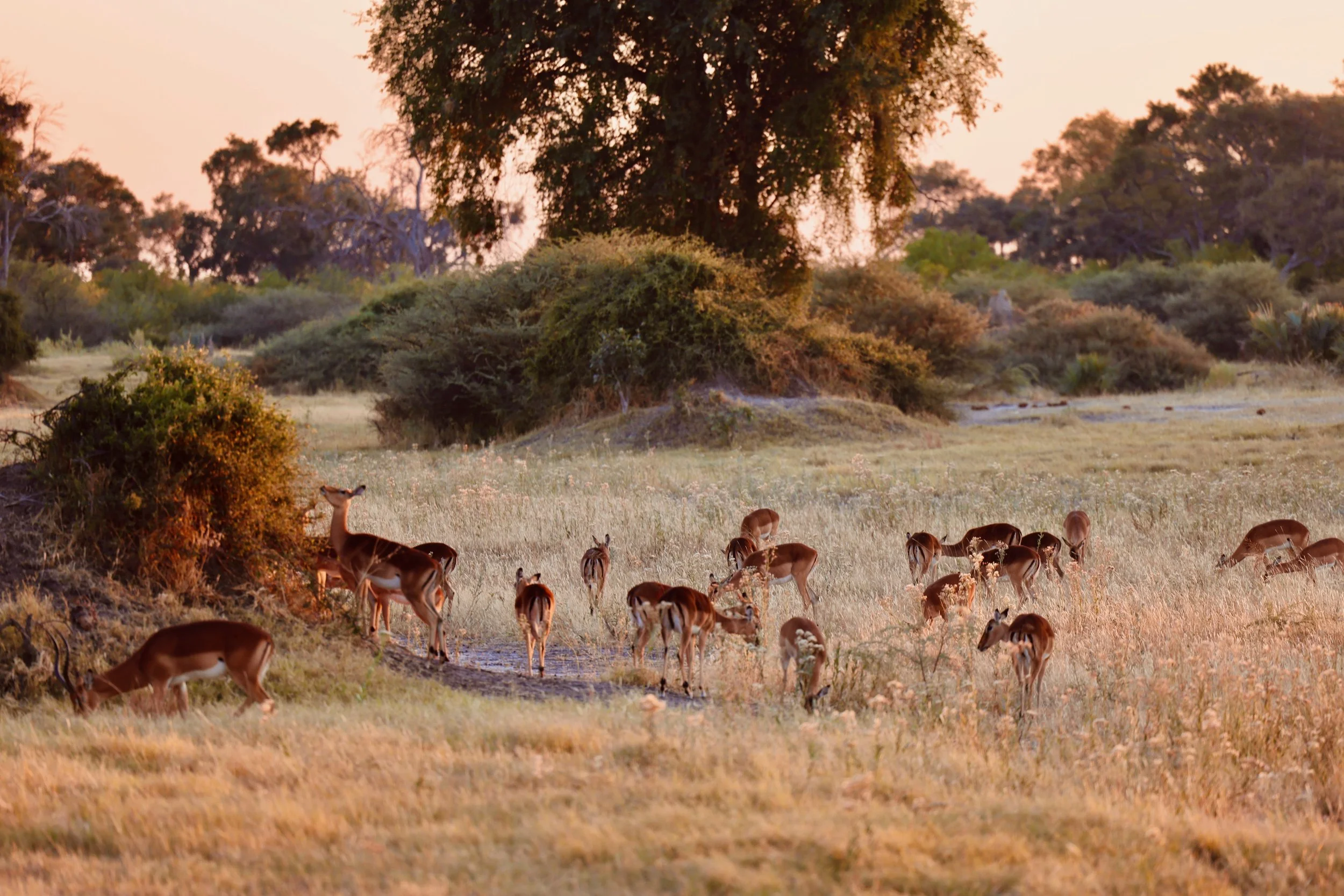 Botswana Safari