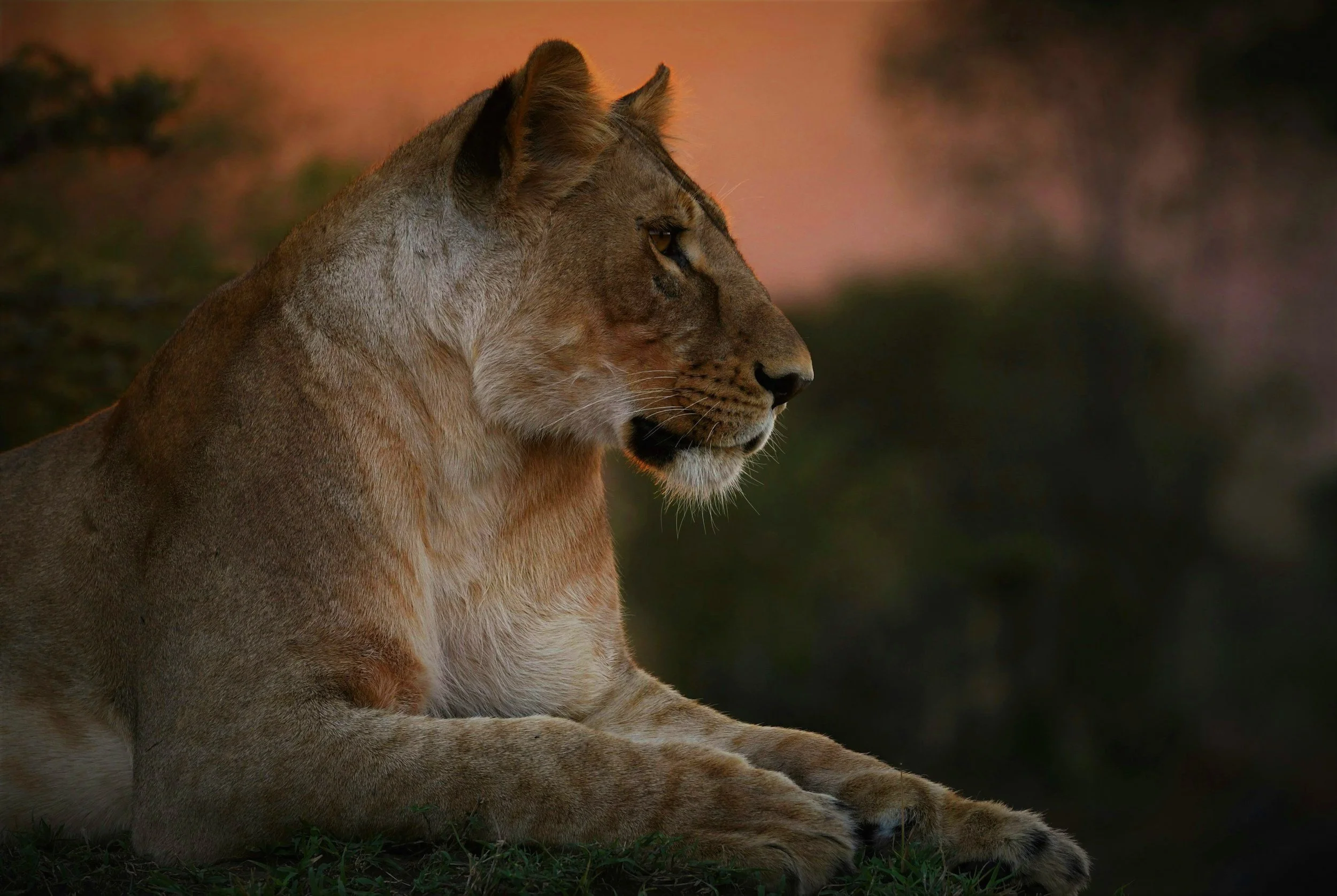 The Ultimate Guide to Planning Your First African Safari
