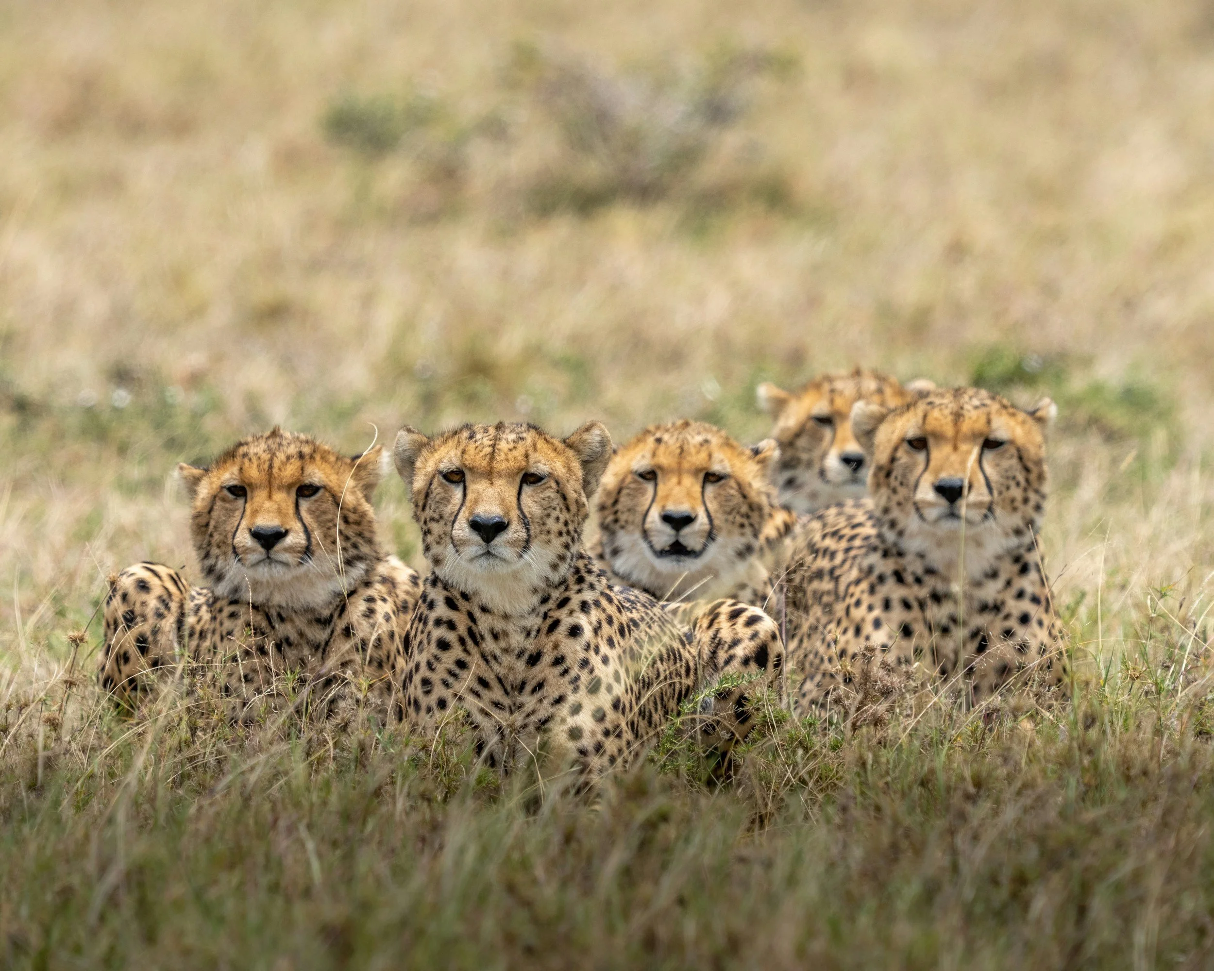 When to go on an African Safari!?!