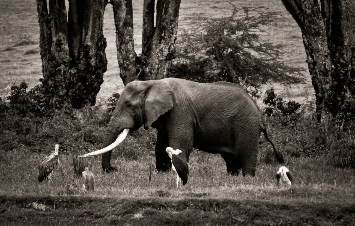 Elephant behaviors and communication and the poaching crisis in Africa