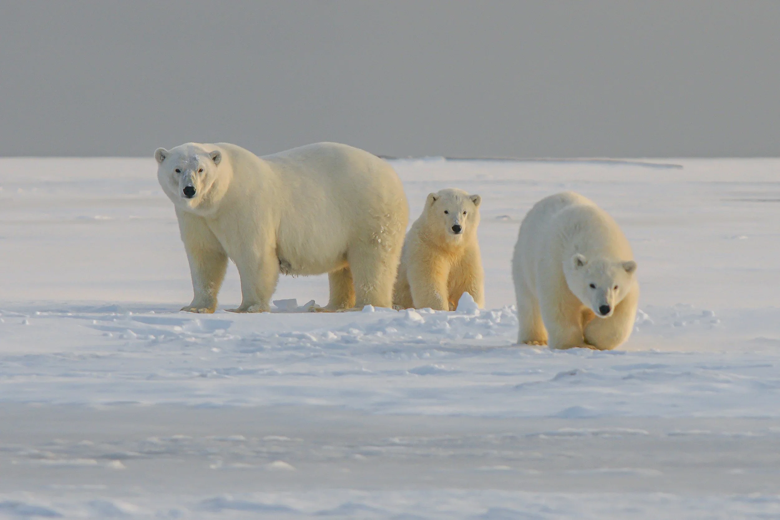 polar bear cubs.webp