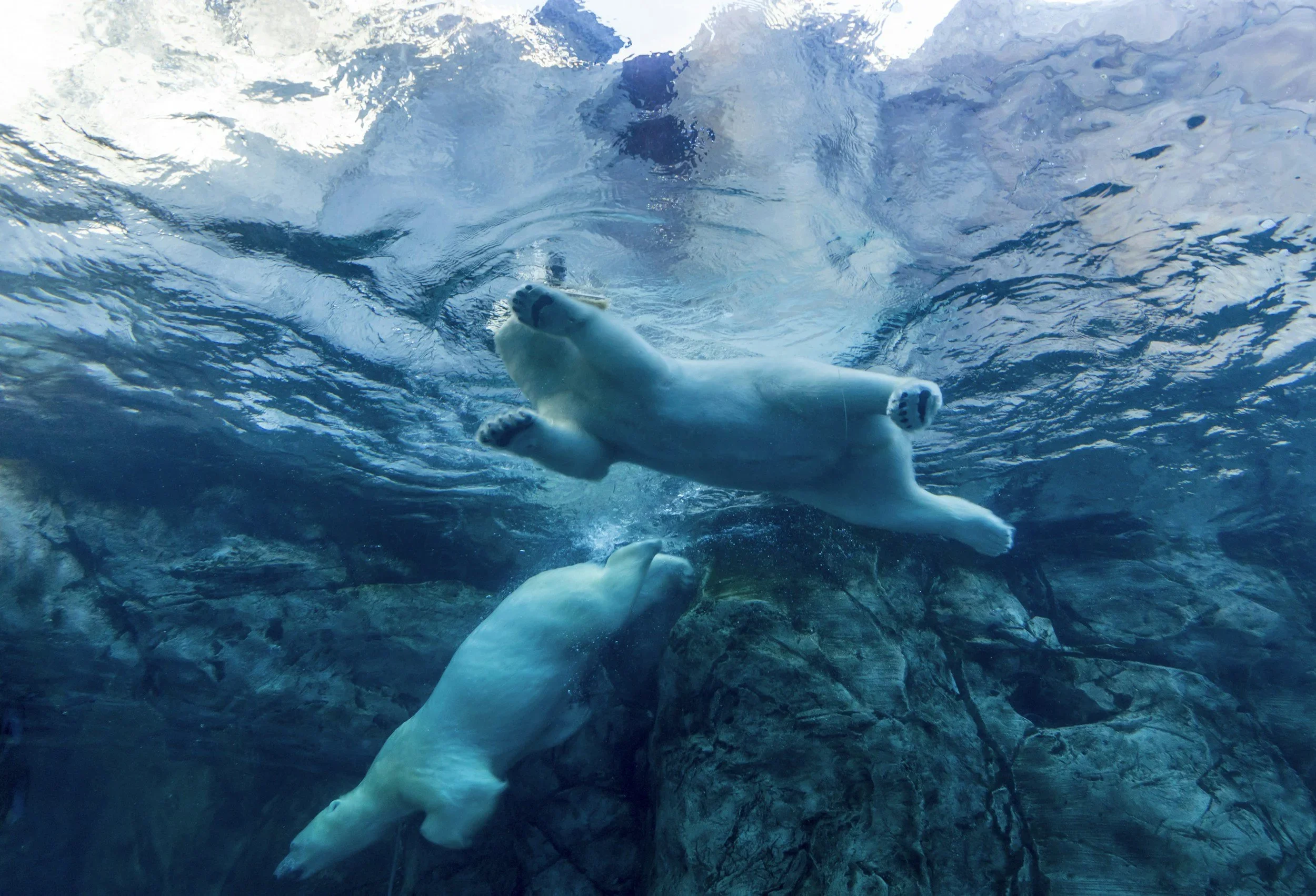 swimming polarbear.webp