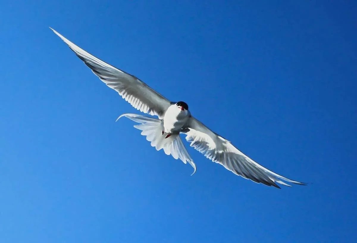 arctic_tern.webp