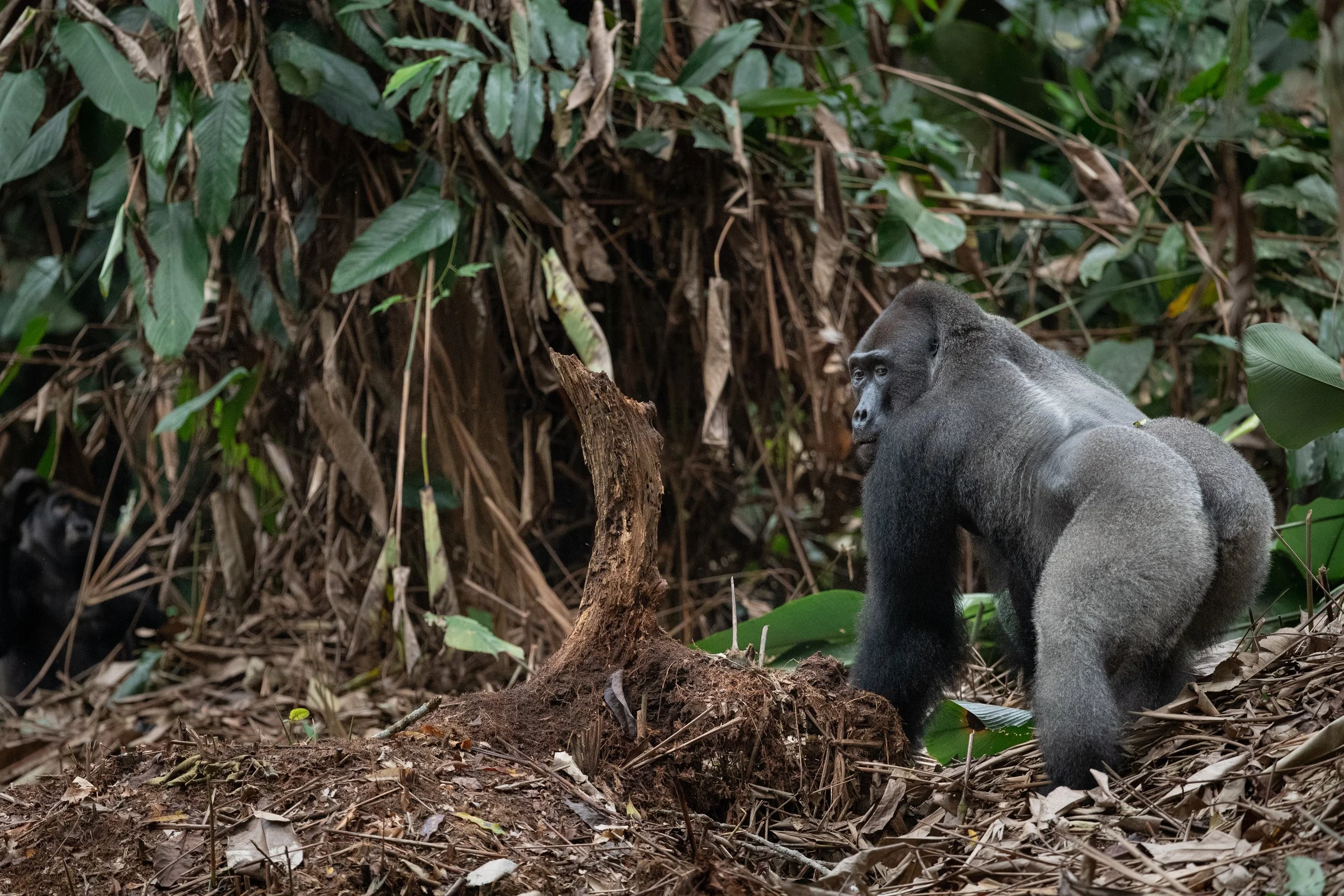 western lowland gorillas