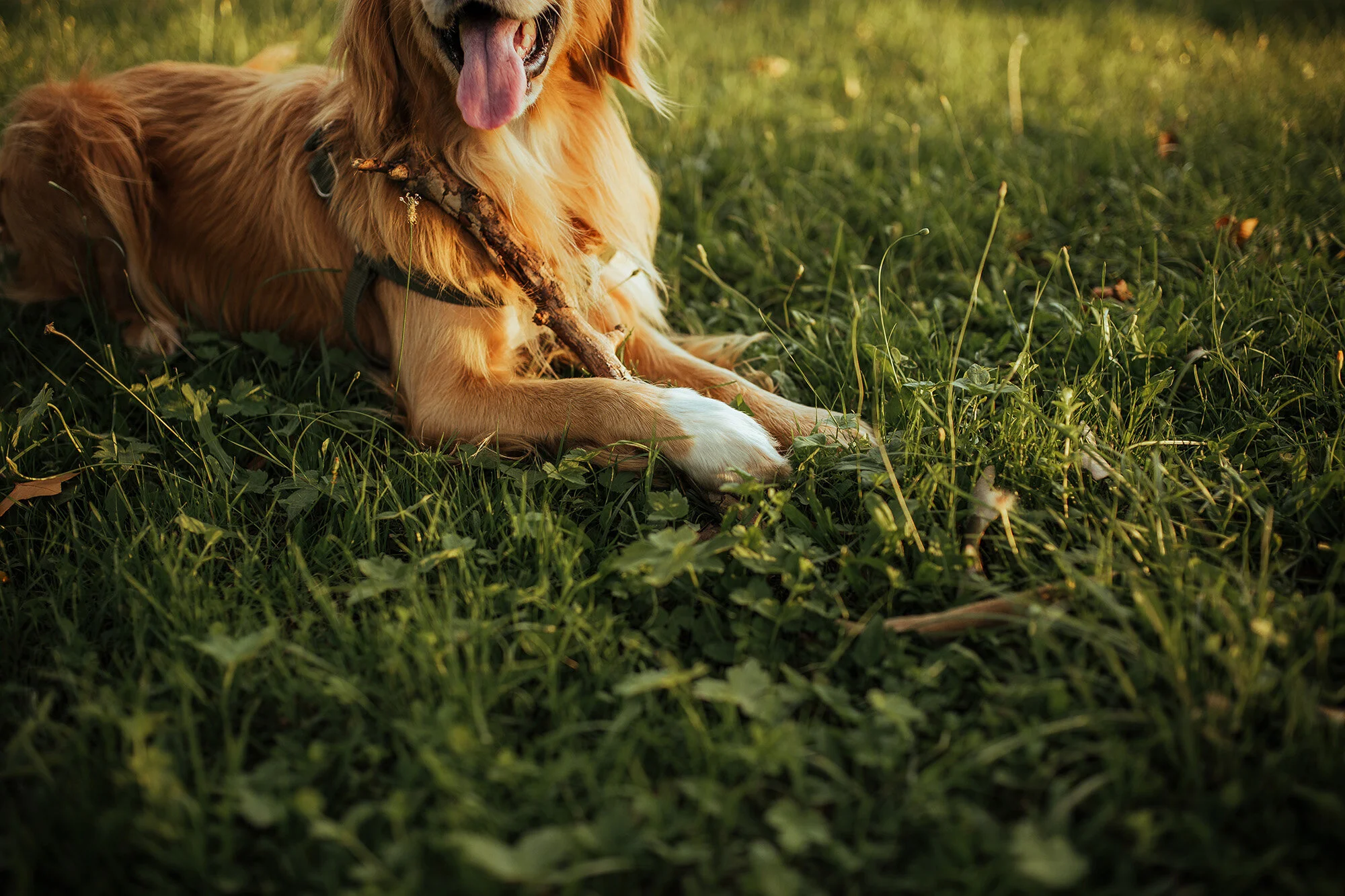 anton village st michael mn excelsior group 2.jpg