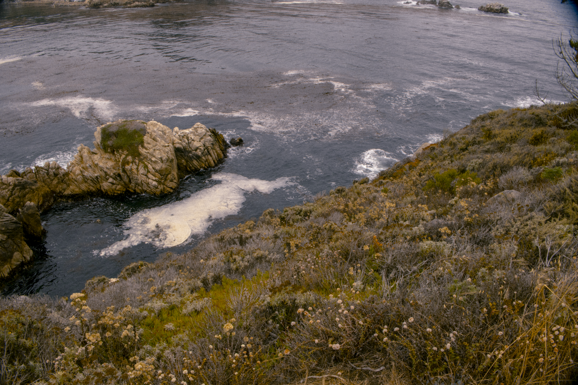 Coastal landscape with rocks, tide pools, and native plants on a hillside overlooking the ocean.