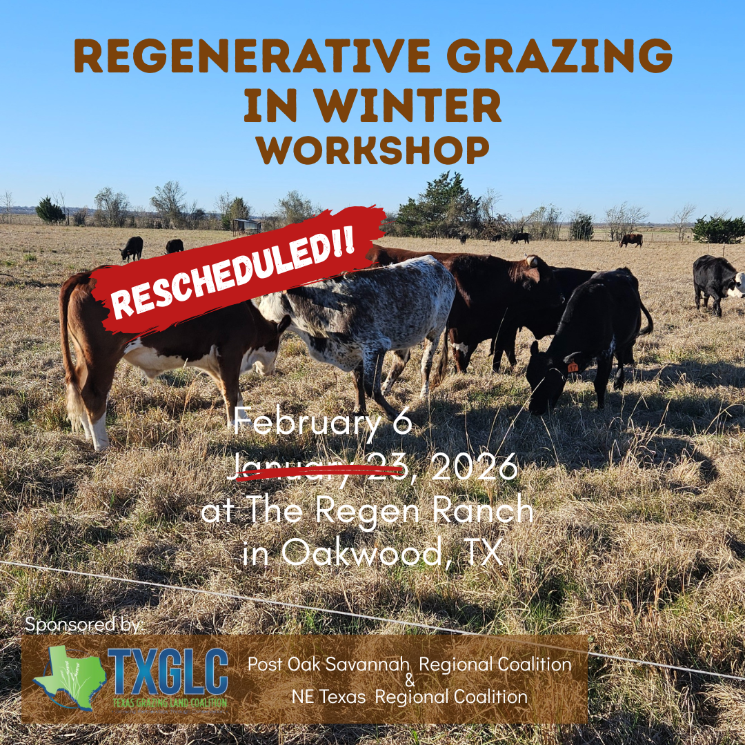 Regenerative Grazing in Winter