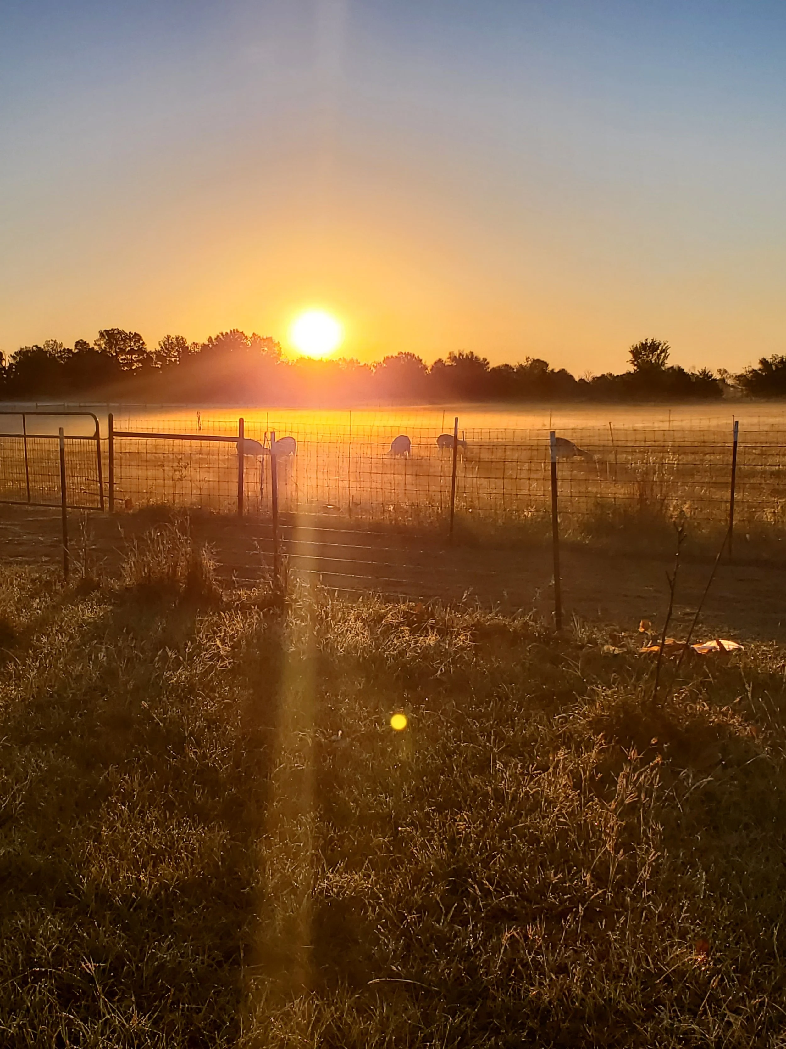 sheep in pasture during sunrise