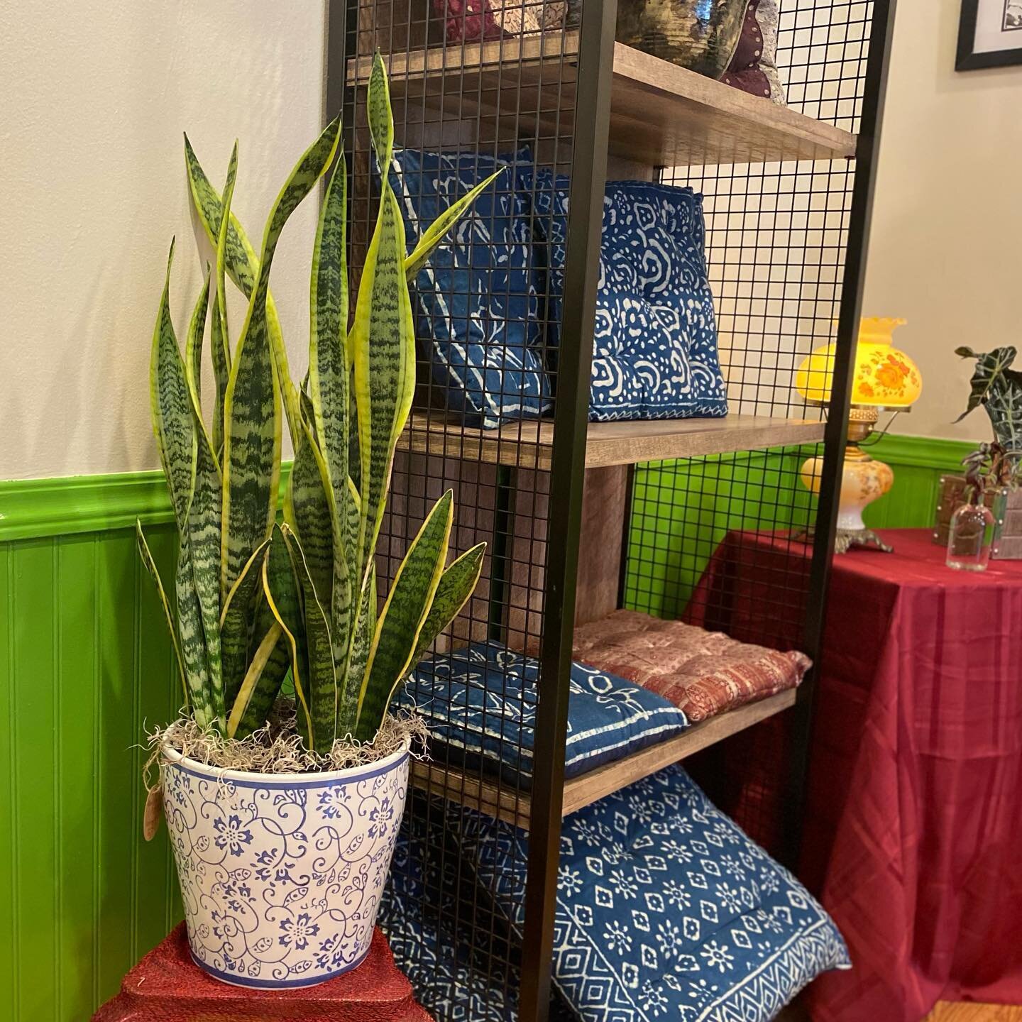 ☘️ St. Patrick drove the snakes out of Ireland&hellip; but here is one snake you do want in your home! The Snake Plant is named for the shape of its leaves, which look like upright snakes. 🐍 This plant, sansevieria, is also sometimes called &ldquo;M