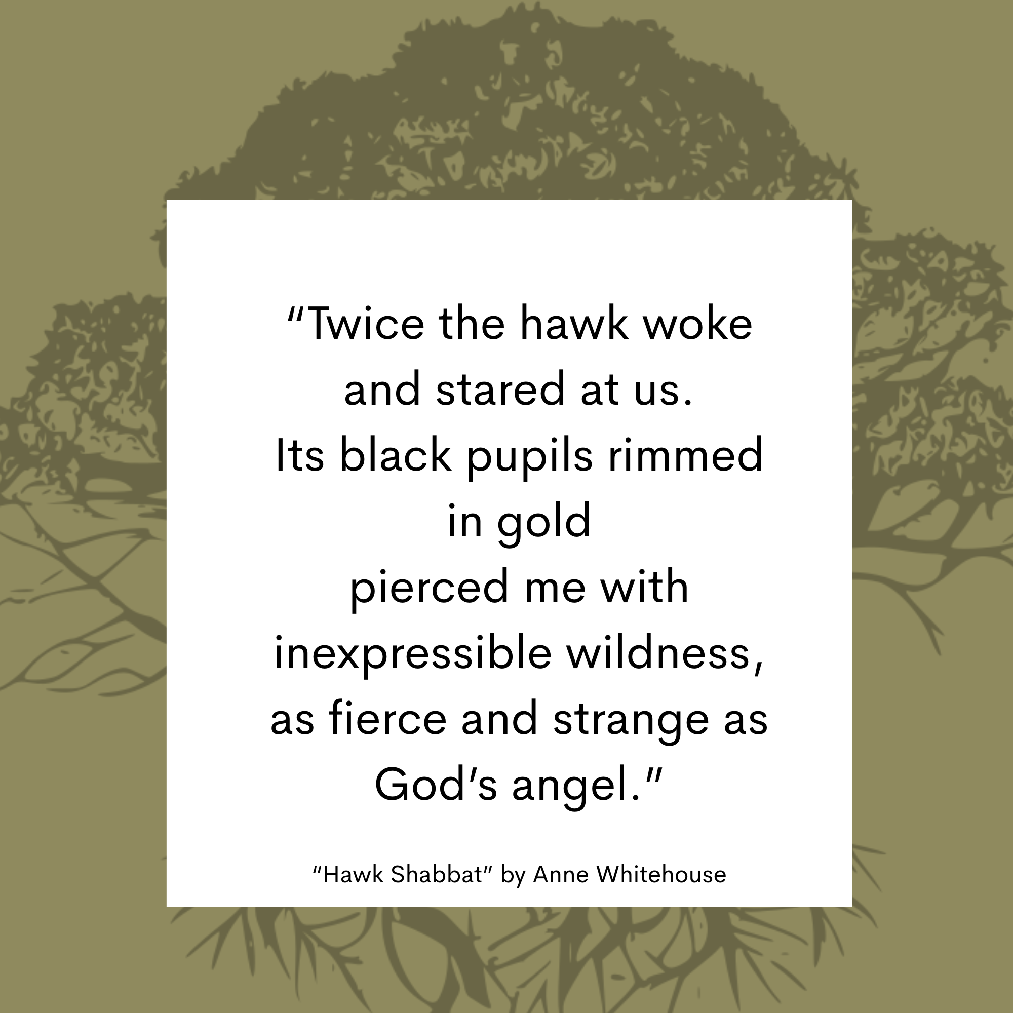 Hawk Shabbat